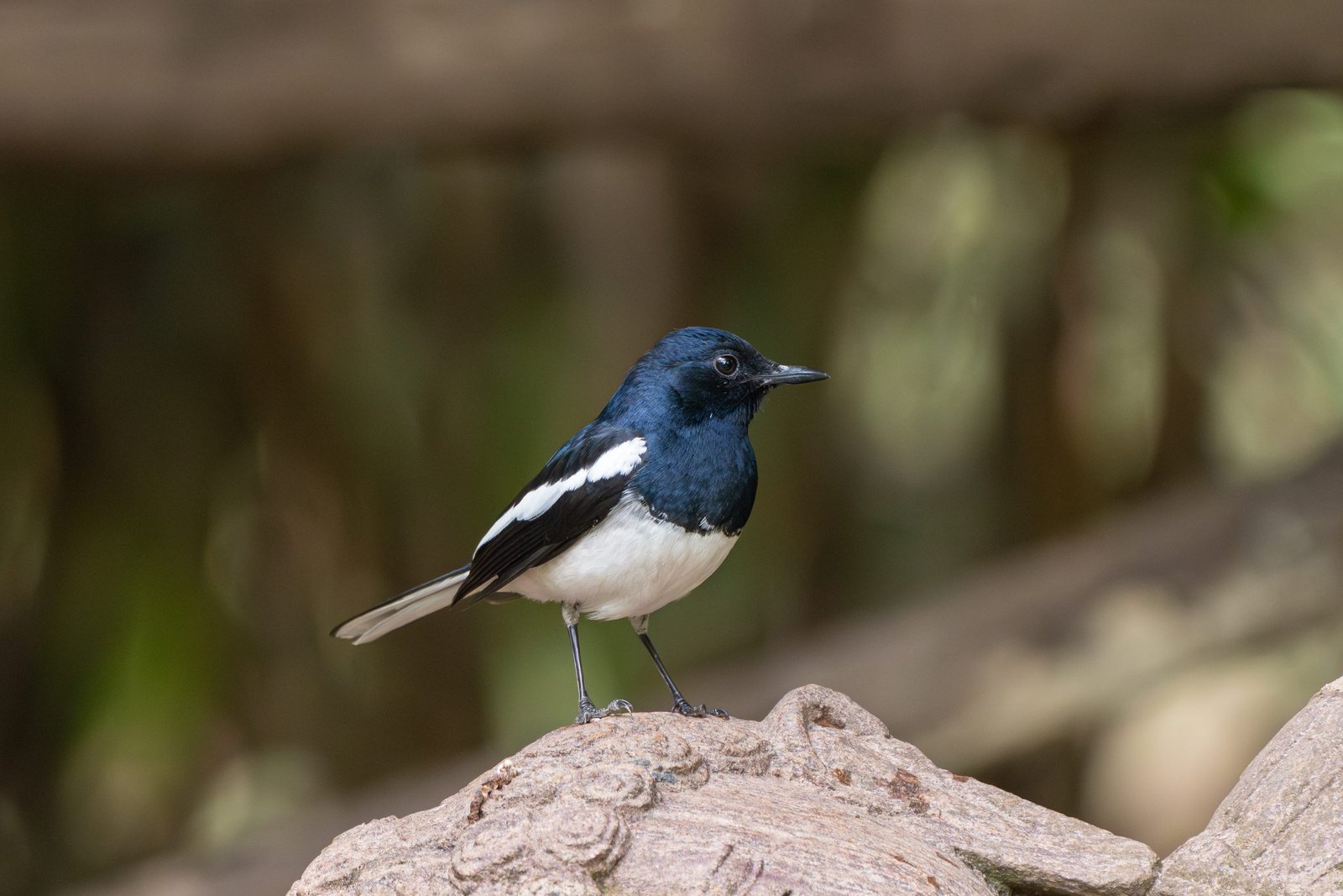 Role of acoustics in Wildlife Conservation