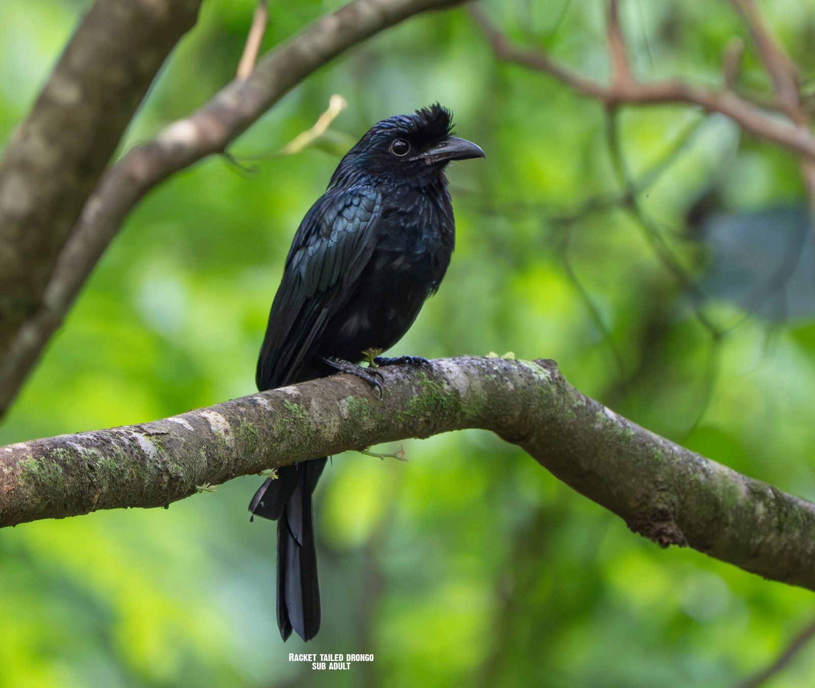 Birds of Western Ghats – India