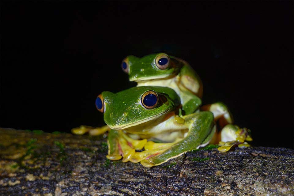 Amphibian Sound Libraries