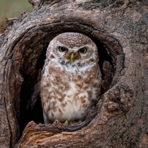 Birds Soundscapes - Indian Birds