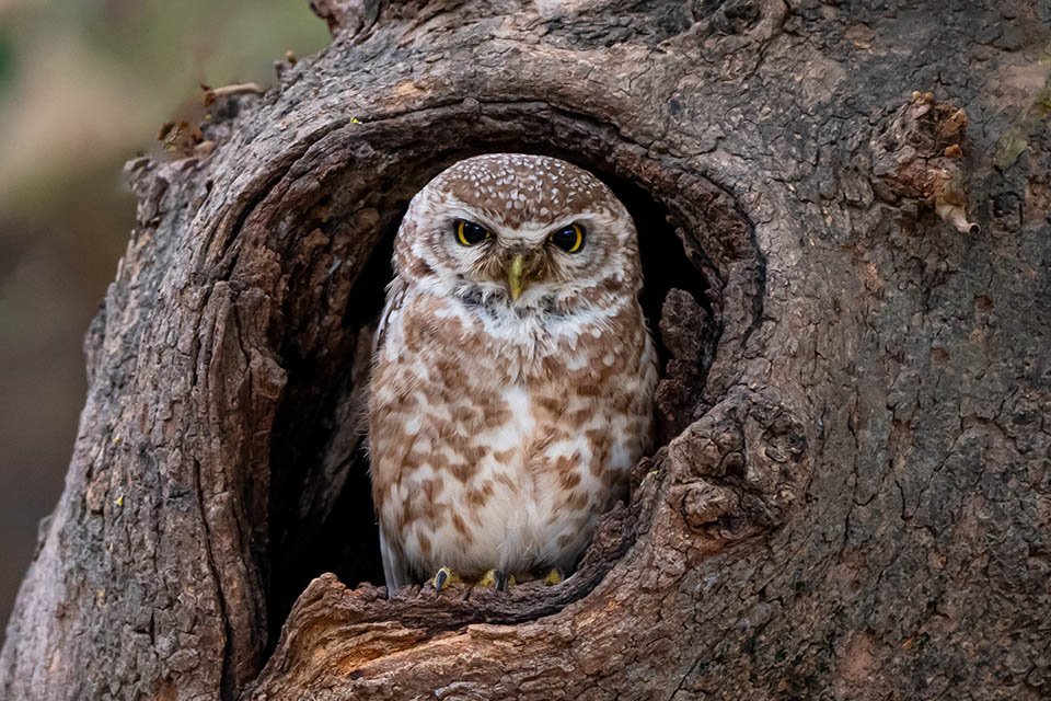 Birds Soundscapes - Indian Birds